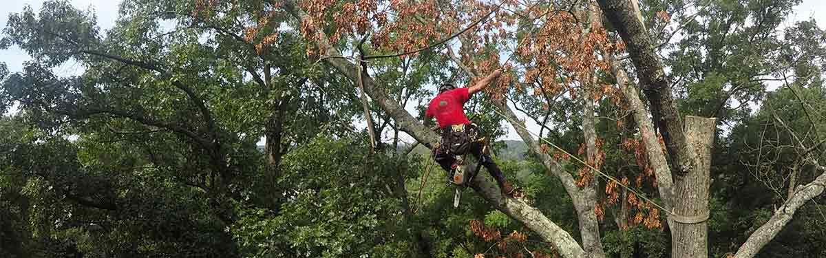 Tree Removals